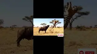 The Buffalo&rsquo;s Tumbling Victory&rdquo;#Buffalo #Tiger #WildAnimals #AnimalBattle #NatureDoc  #AnimalFight