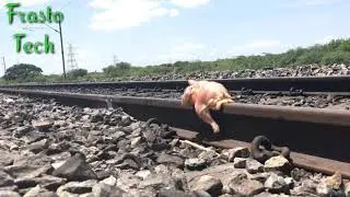 Chicken Vs Train Experiment || Let See What Will happen? ||देखते हैं क्या होता हैं