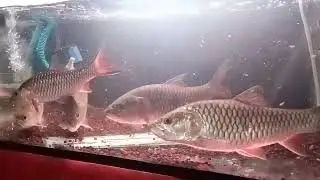 Ikan hampala