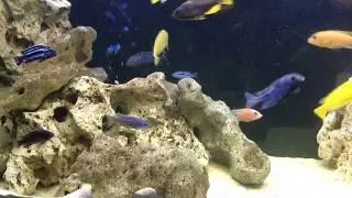 Aqua One Brilliance Aquarium | Brilliance 120