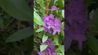Purple Rhododendron flower 🌸