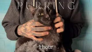 1 Hour ASMR | Cat Purring Ambience | Deep Sleep & Relaxation ASMR with Black Cat