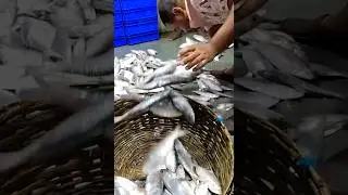 নিশ্চিন্তপুর মাছের বাজার ইলিশের দাম সেপ্টেম্বর 2025 || hilsa price sept 2024 #fish #elish
