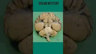 amazing nature #whale #sleep #mustknow #mustwatch #learn #mystery #nature #didyouknow #science