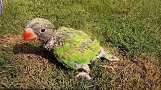 green Parrot chicks natural sound