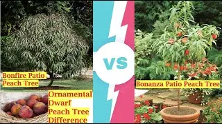 Bonfire Patio Peach Tree Vs Bonanza Patio Peach Tree | Ornamental Dwarf Peach Tree Difference