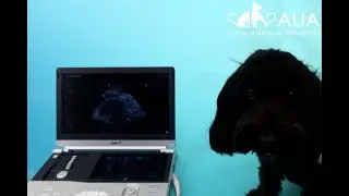 Cockerpoo Pregnancy Scan