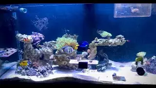UPDATE ON THE 125 SALTWATER TANK #reefkeeping