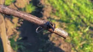 Budbreak comes to Napa Valley in 2020