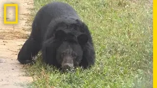 Rescued Bear With Amputated Paws Learns to Walk Again | National Geographic
