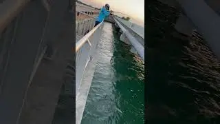 What did he sayyyyy ? 🤨😫 #florida #viralaudio #fishing #viralvideo#shark #floridakeys