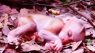 Why mom Lunna...! Pitiful baby Luno sleeping down on earth only one during Lunna comfort to Lucie