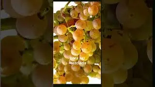 VARIEDAD PICAPOLL BODEGAS ABADAL