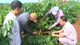 Quảng Trị mô hình tái canh cây cà phê chè mang lại hiệu quả kinh tế cao| Truyền hình Quảng Trị