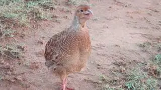 dise bhura teetar ka awaz, gray francolin teetar call