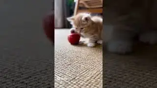 Kitten rolling apple🍎
