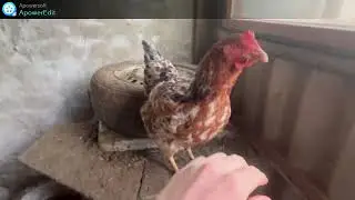Az &eacute;n kicsi farmom, bemutat&oacute;