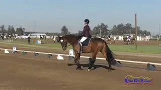 053D Pippa Murray on Herman Open Modified Dressage Ram Tap March 2023
