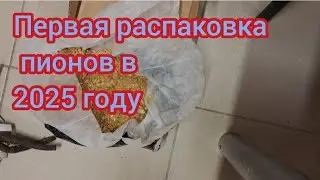 Распаковка посылки с двумя корнями пионов от Дудки Татьяны Борисовны.