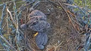 EP#345 #baldeagle Review birds in nest with nature #birdslovers #birdsounds #birdsnest #wildbirds