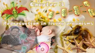 Biology | Senior 3 | Chapter 3 - Reproduction (Revision)
