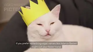 Best Names for White Cats Shine Bright with Your Feline