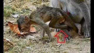 Pity Janna try all her energy to walk but can't make it, she lay down on group cuz hurt leg more