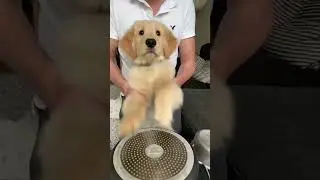 Puppy playing the drums 🥁 #goldenretriever #comedy #dogs #funnydogs #dogmom #reels #tiktok #shorts