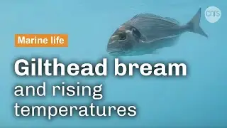 The gilthead bream faced with climate change | CNRS in English