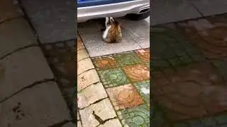 #cat #exercise #review9