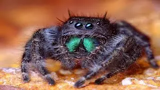 Do Spiders Make Noise - What Sounds Do Spiders Make