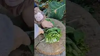 Fold vegetable leaves as additional food for chickens to keep them healthy and fat. #shortsfeed #fyp