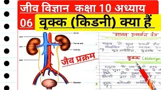 वृक्क | वृक्क क्या हैं | वृक्क की कार्यविधि | kidney | kidney ka structure|Jaiv prakaram Kaksha 10th