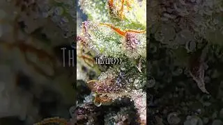 outdoor growing trichromes (morning trichrome pictures)