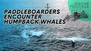 Two local paddleboarders encounter humpback whales off Sunshine Coast