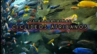 24 - Os exuberantes Ciclídeos Áfricanos - Parte 1: A origem dos lagos Áfricanos