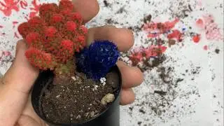 DIY Dyed Cacti Tutorial