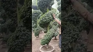 Sami online plants pattoki 🥀 all plants availabl 💞 all Pakistan dallavery 🥀 Whatsapp 03084207219