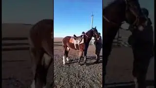 Веста (Орловская порода )