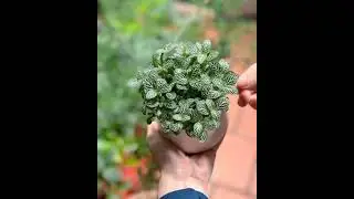 Fittonia Decor Ideas 💚 | Nerve Plant Styling for Home#shorts #indoorplants #homedecor #plants #viral