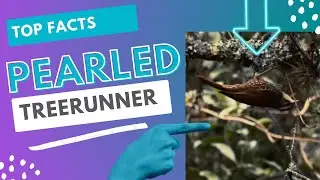 pearled treerunner facts