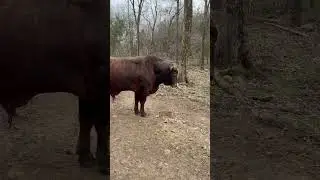 Complete Rufus backfire #rufusthebull