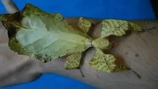 Big stick insect - LIVING LEAF! (P. ericoriai) [Inferion7]