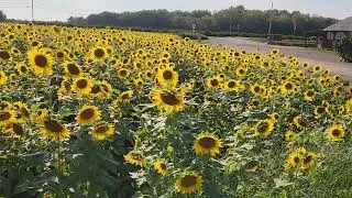 sunflowers in York, SC! 9/10/23