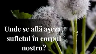 Unde se află aşezat sufletul &icirc;n corpul nostru?