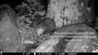 Opossum Eating Porcupine Scat?