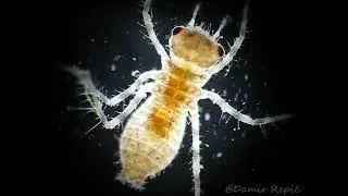 Dragonfly larvae