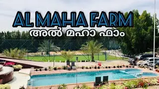 Al Maha Farm Sharjah, United Arab Emirates. Camping Farm In Sharjah, Al Maha Farm in Ajman, Trending