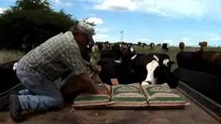 Old-fashioned Cattle Rustling