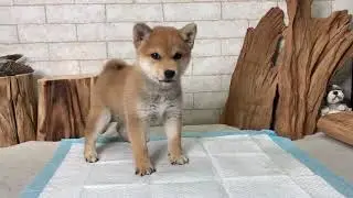Red Shiba Inu - Gertrude